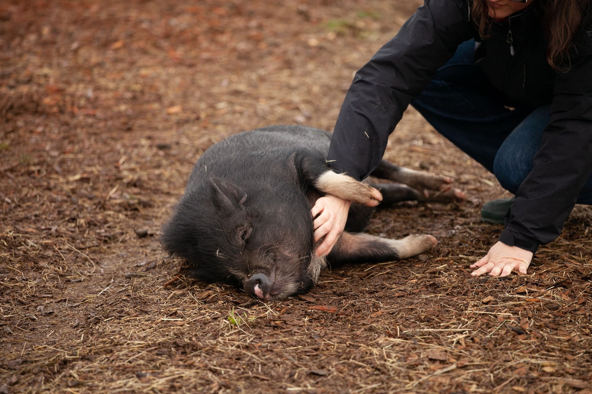 Orzecznictwo sądowe – świnia zwierzęciem towarzyszącym?